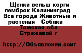 Щенки вельш корги пемброк Калининград - Все города Животные и растения » Собаки   . Томская обл.,Стрежевой г.